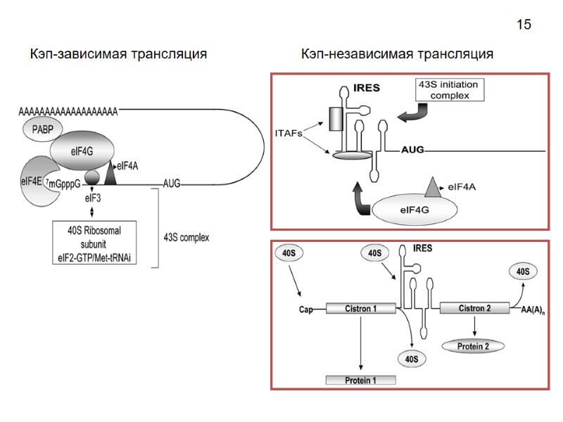 Кэп-зависимая трансляция 15 Кэп-независимая трансляция